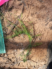 Comesperma integerrimum (Comesperma integerrimum)
