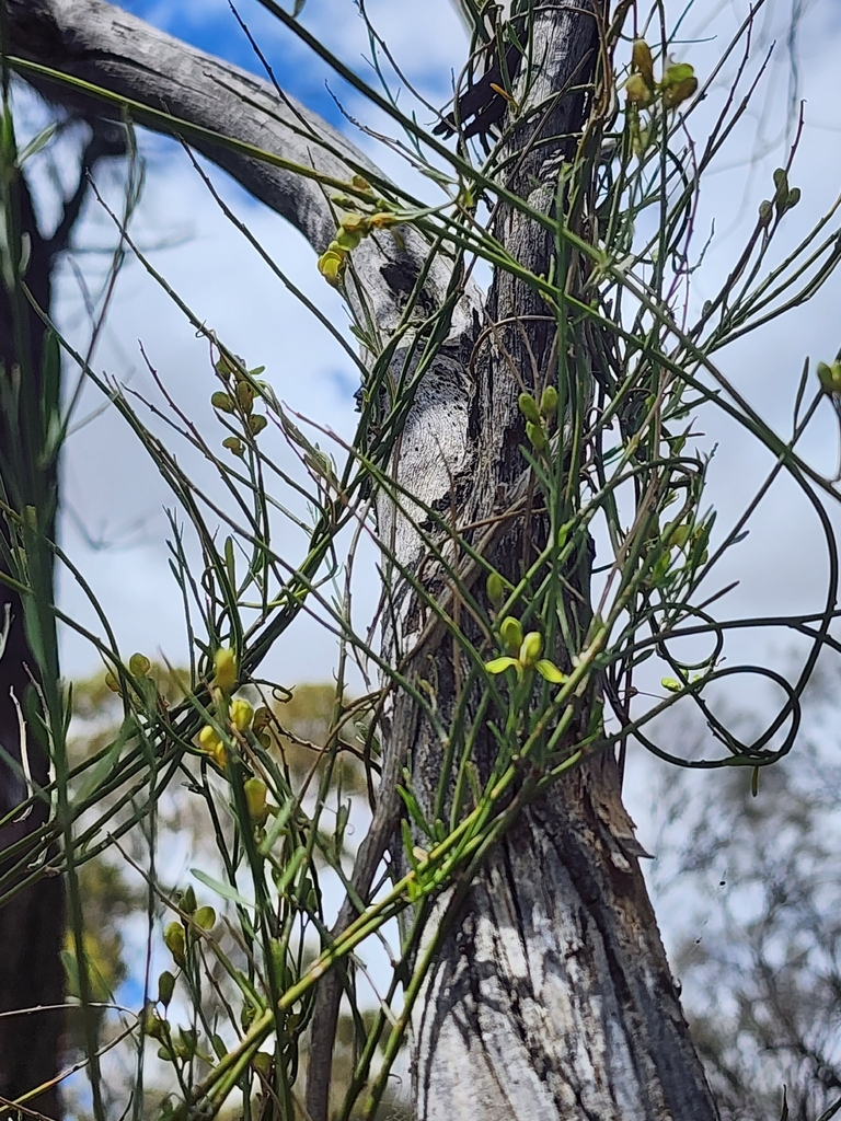 Comesperma integerrimum (Comesperma integerrimum)