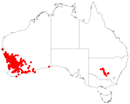 Comesperma integerrimum: Comesperma integerrimum occurrence data downloaded from Australasian Virtual Herbarium doi: https://doi.org/10.26197/ala.47a5572a-9a44-4824-8338-856b0ea66947