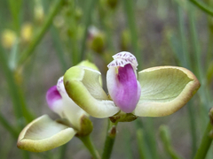 Comesperma integerrimum (Comesperma integerrimum)