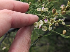 Comesperma integerrimum (Comesperma integerrimum)