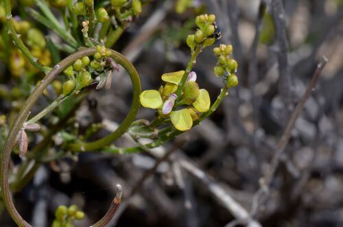 Comesperma integerrimum (Comesperma integerrimum)