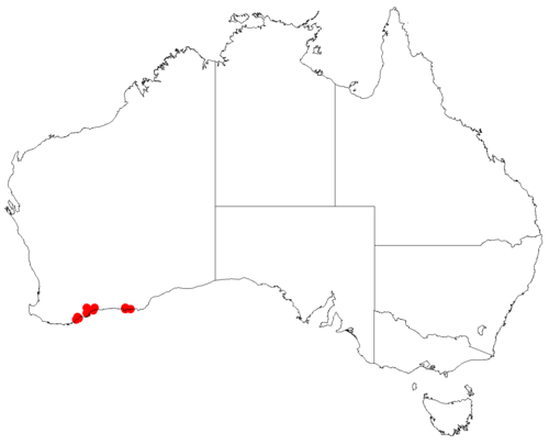Comesperma lanceolatum: Comesperma lanceolatum occurrence data downloaded from Australasian Virtual Herbarium doi: https://doi.org/10.26197/ala.47a5572a-9a44-4824-8338-856b0ea66947