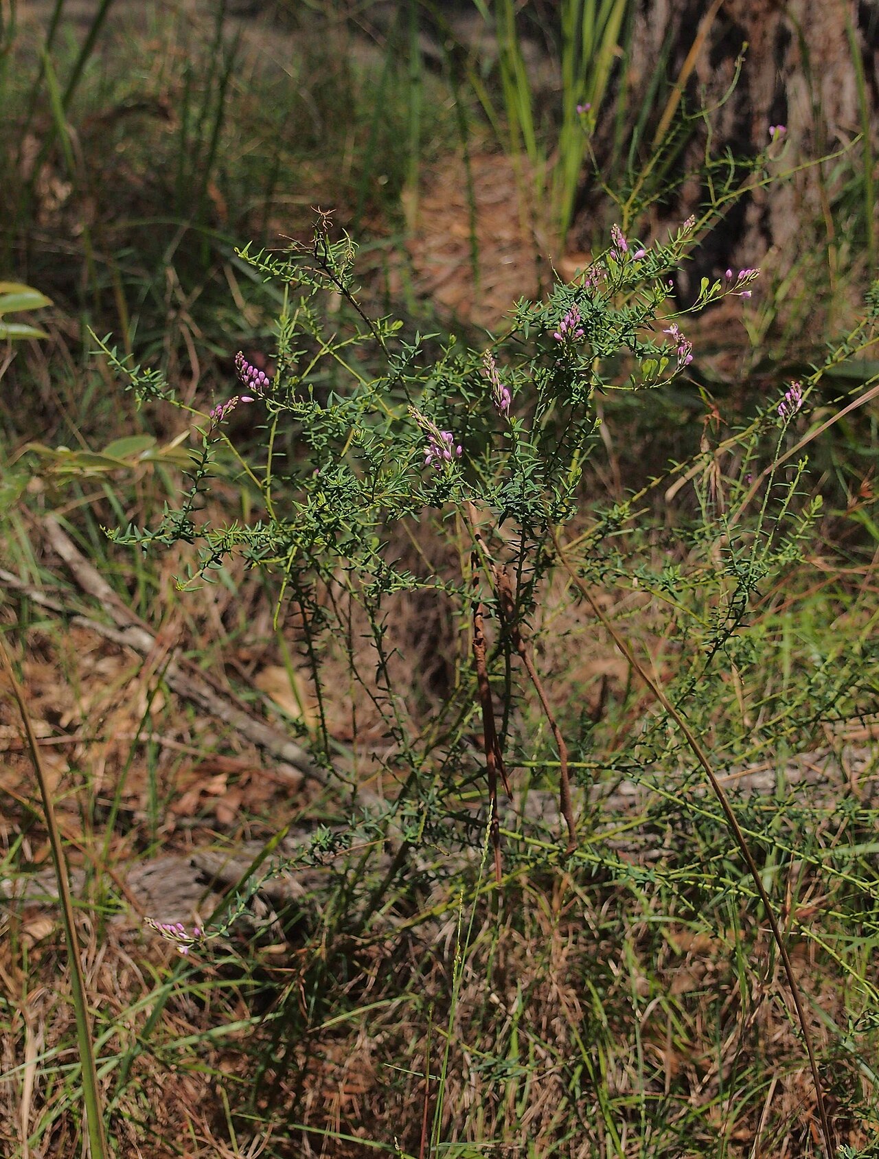 Comesperma patentifolium: Comesperma patentifolium
