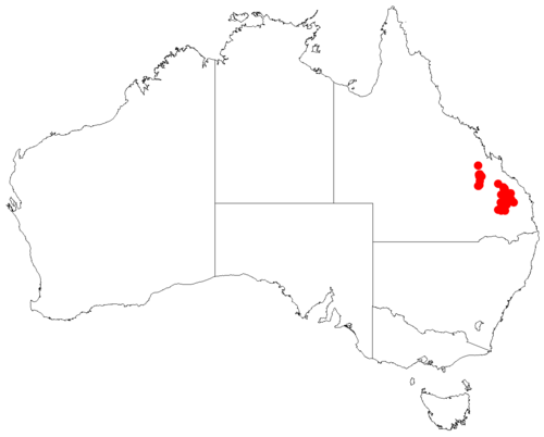 Comesperma patentifolium: Comesperma patentifolium occurrence data downloaded from Australasian Virtual Herbarium doi: https://doi.org/10.26197/ala.47a5572a-9a44-4824-8338-856b0ea66947