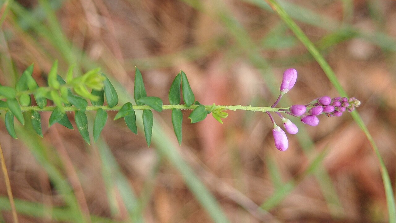 Comesperma patentifolium: Comesperma patentifolium flower buds