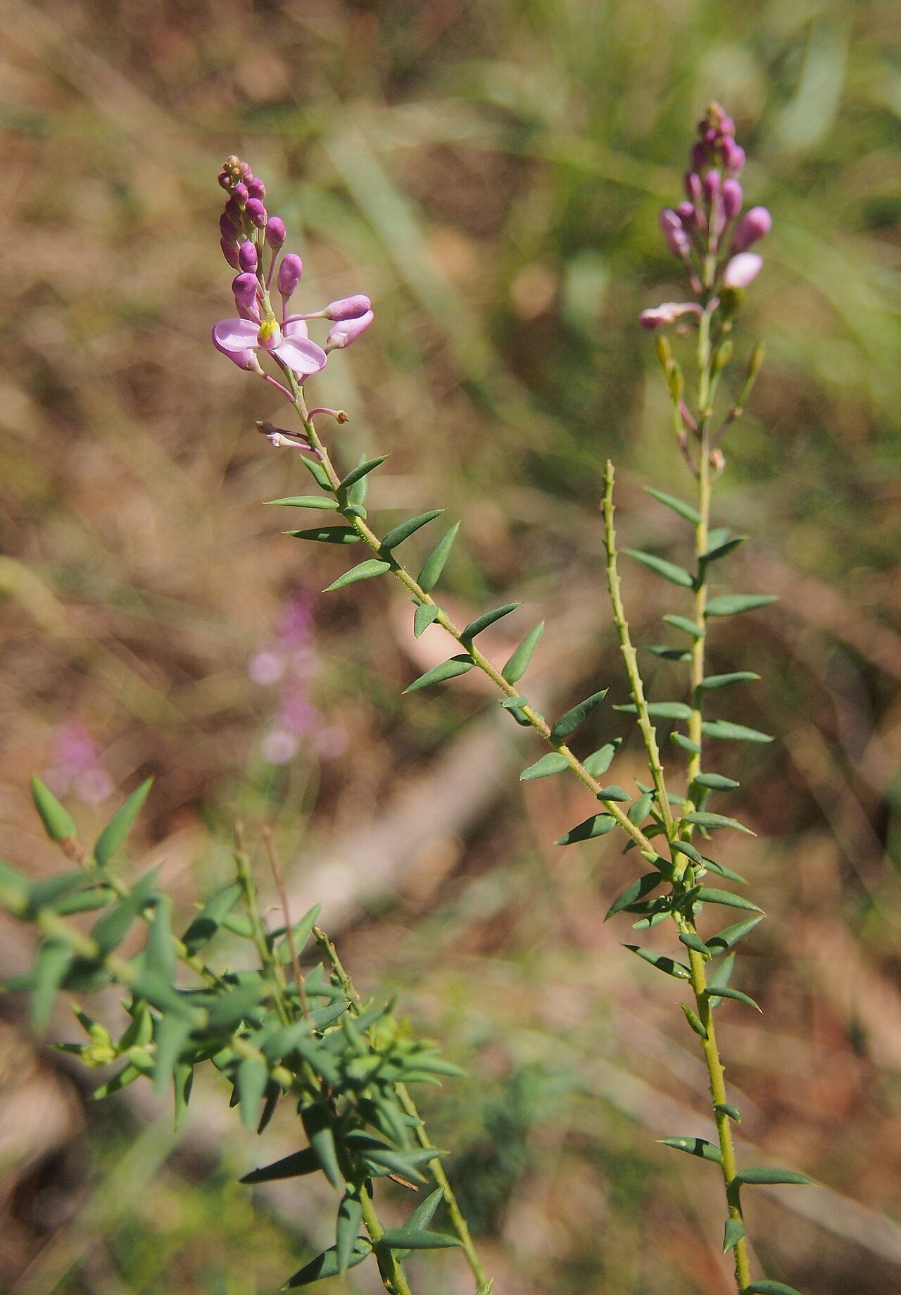 Comesperma patentifolium: Comesperma patentifolium flower and oliage