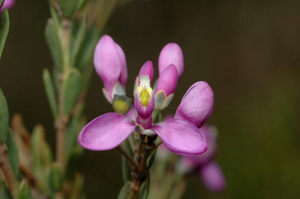 Comesperma retusum: Comesperma retusum taken in Kosciuszko National Park