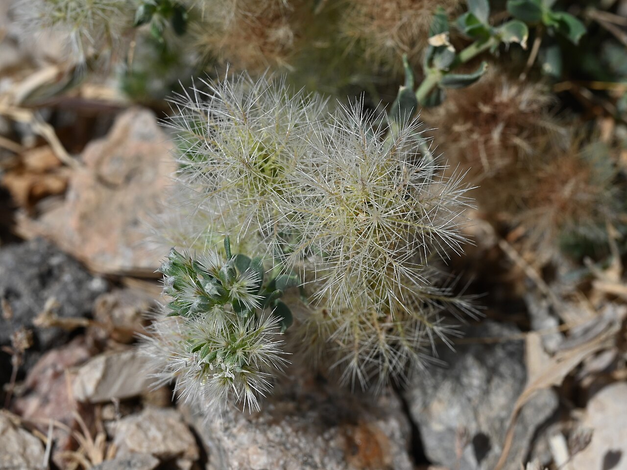 Cometes abyssinica: Cometes abyssinica at Mirbat Cliff between Taqah and Mirbat, Dhofar, Oman