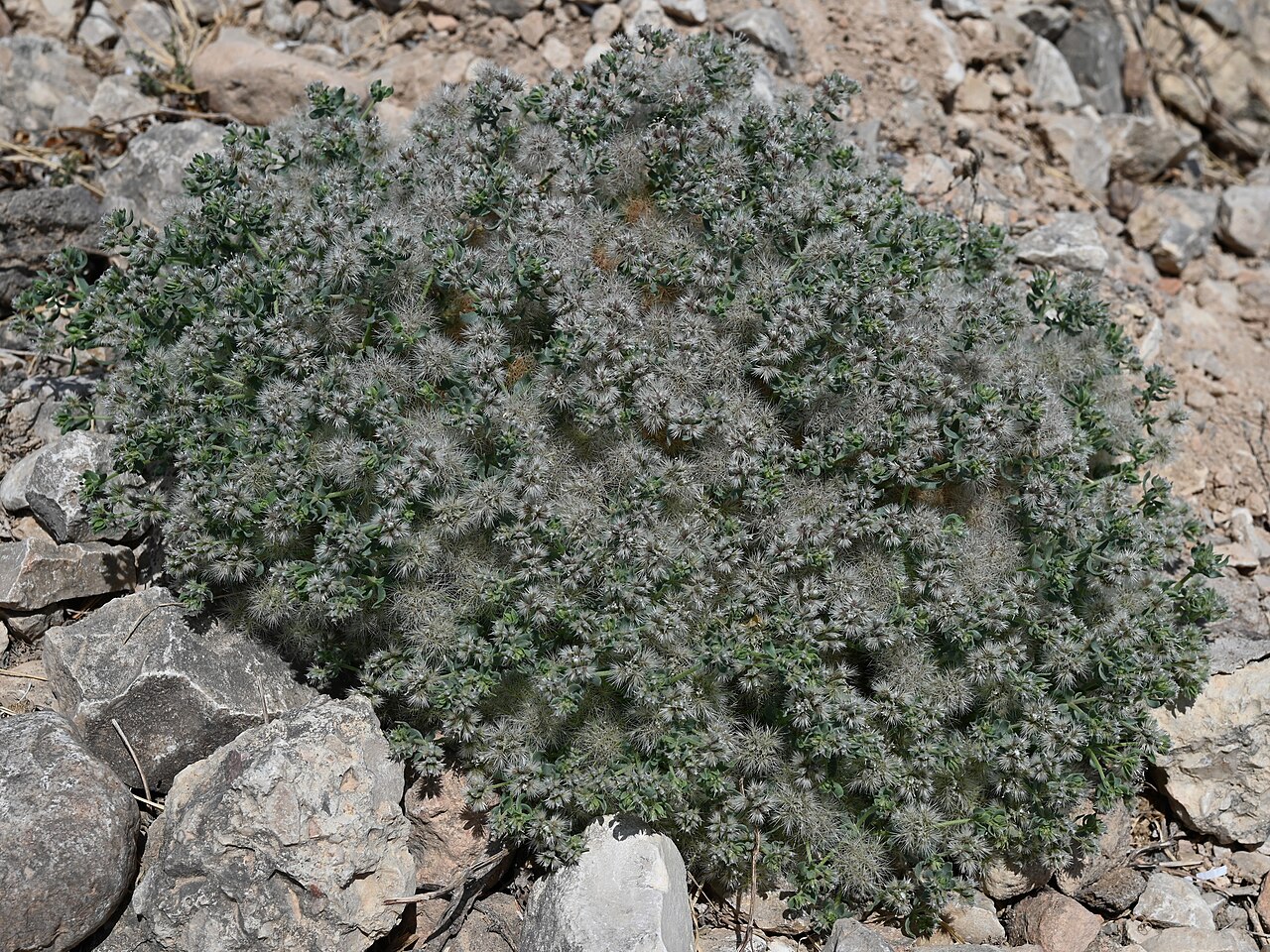 Cometes abyssinica: Cometes abyssinica at Mirbat Cliff between Taqah and Mirbat, Dhofar, Oman