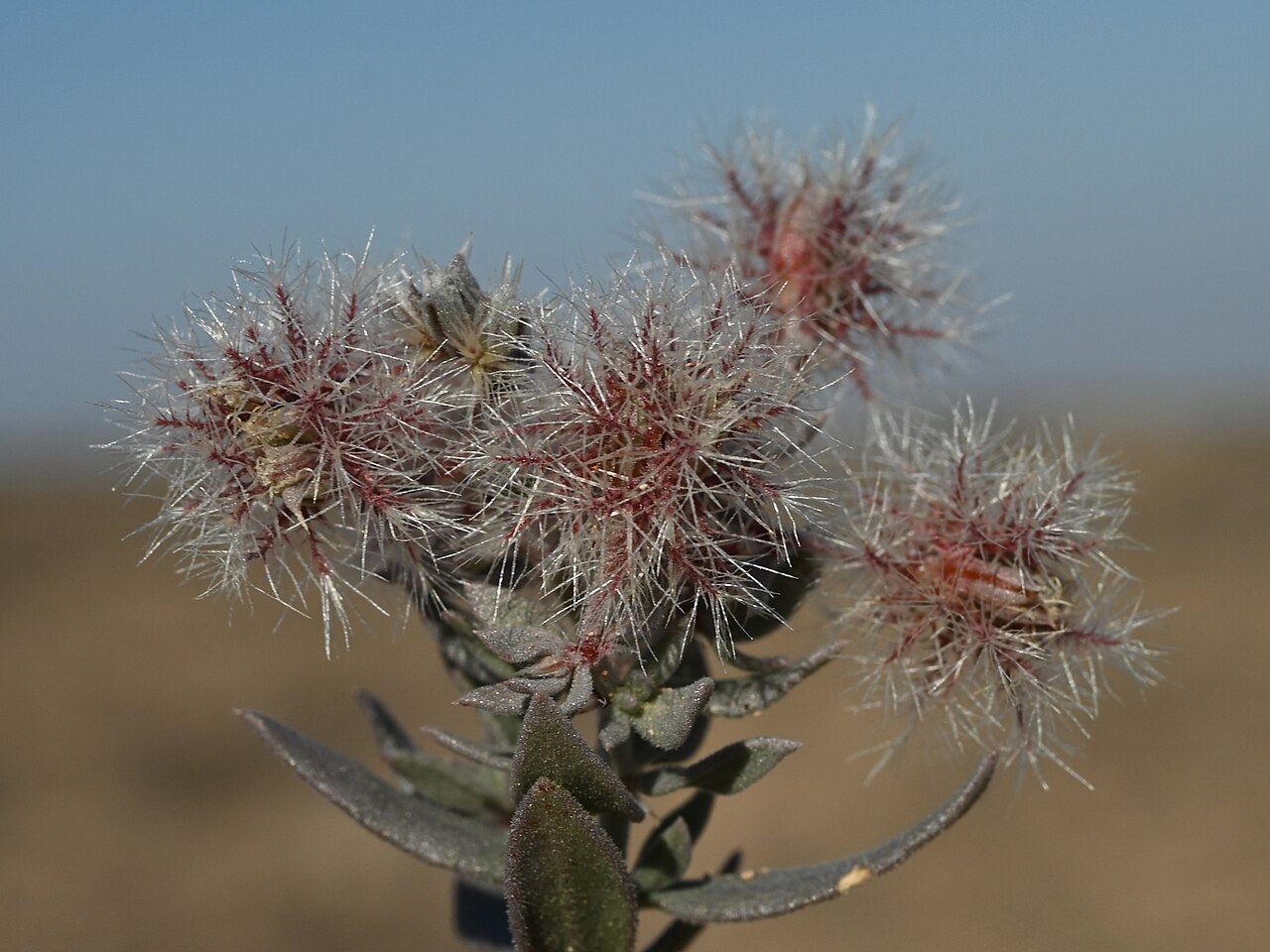 Cometes abyssinica: Cometes abyssinica NE from Shaat, Dhofar, Oman