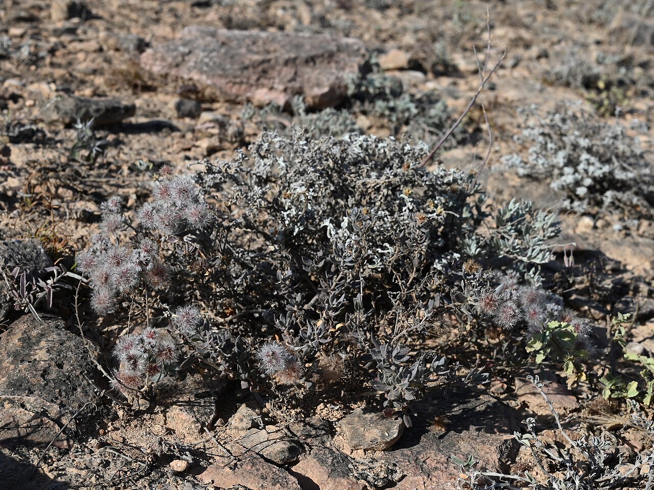 Cometes abyssinica: Cometes abyssinica NE from Shaat, Dhofar, Oman