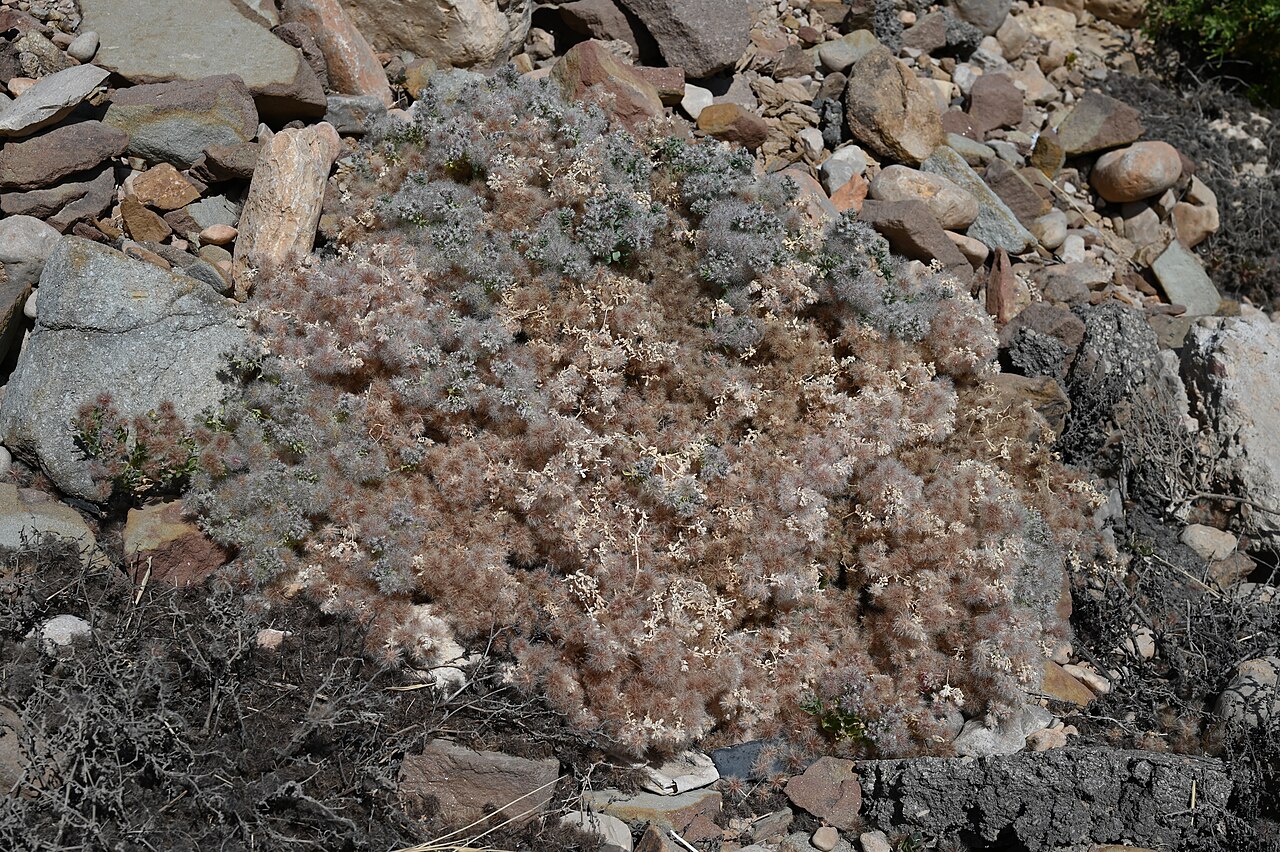 Cometes abyssinica: Cometes abyssinica NW from Mirbat, Dhofar, Oman