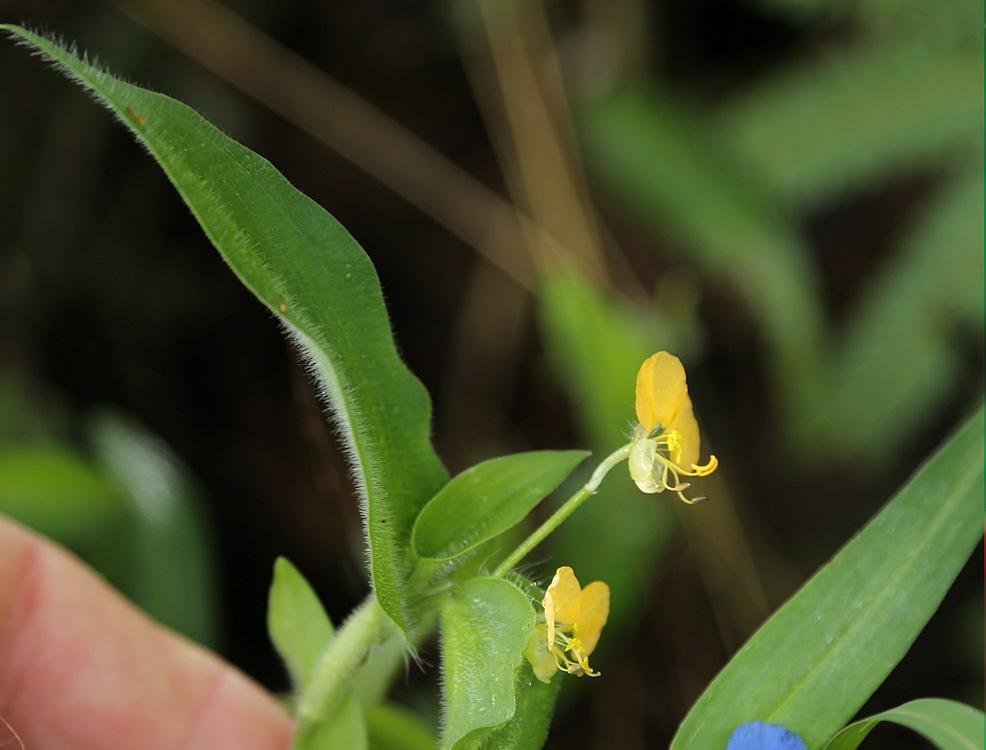Common yellow commelina (Commelina africana)