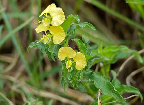 Common yellow commelina: S130 Road South of Lower Sabie, Kruger NP, SOUTH AFRICA