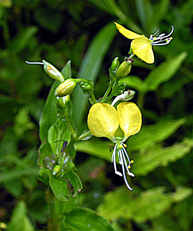 Common yellow commelina: A Yellow Dayflower, native to sub-saharan Africa. The leaves are edible and the plant has several applications in folk medicine. Photo from the Liparamba area o