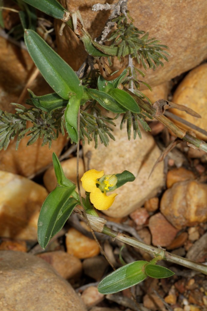 Common yellow commelina: South Africa. Bontebok National Park.