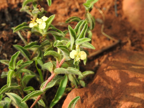 Common yellow commelina (Commelina africana)