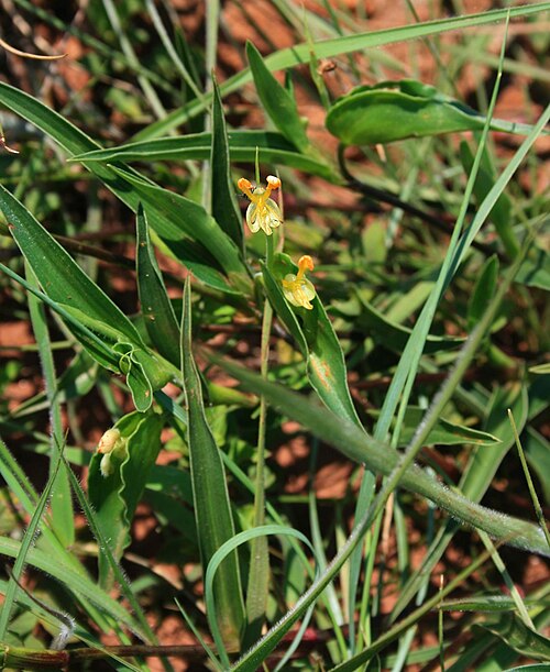 Common yellow commelina: Commelina africana var. lancispatha , Commelinagewächse (Commelinaceae) – Swasiland/eSwatini: Malolotja Nature Reserve, ca. 1,3 km SSE Malolotja Falls, ca. 22 k