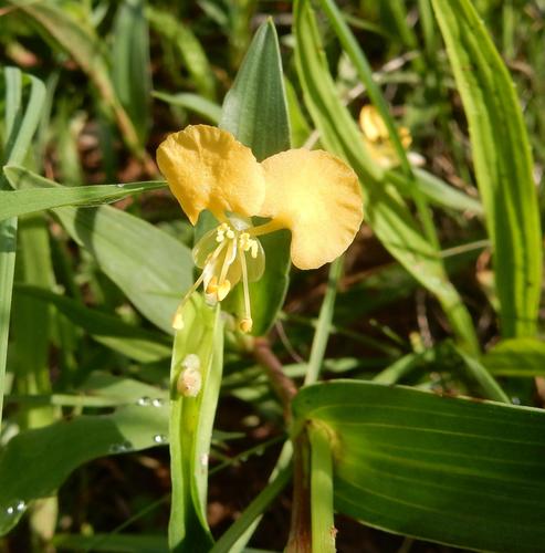 Common yellow commelina (Commelina africana)
