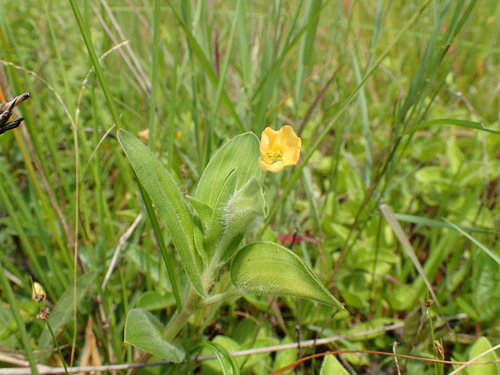 Common yellow commelina (Commelina africana)