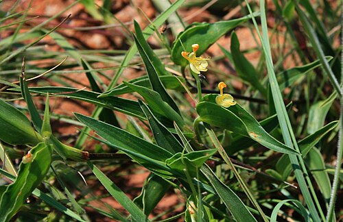 Common yellow commelina: Commelina africana var. lancispatha , Commelinagewächse (Commelinaceae) – Swasiland/eSwatini: Malolotja Nature Reserve, ca. 1,3 km SSE Malolotja Falls, ca. 22 k