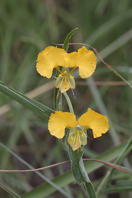 Common yellow commelina: South Africa, Limpopo, Waterberg District Municipality, Mokgalakwena Local Municipality, Palala (Lephalala) river.