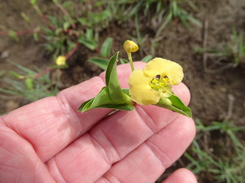 Common yellow commelina (Commelina africana)