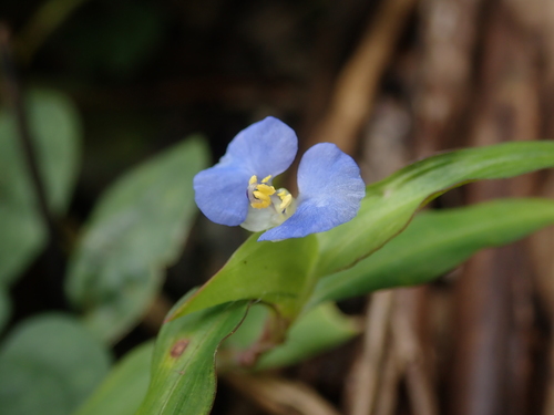 Commelina auriculata (Commelina auriculata)