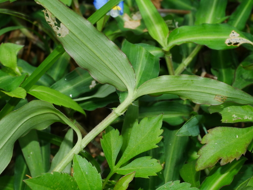 Commelina auriculata (Commelina auriculata)