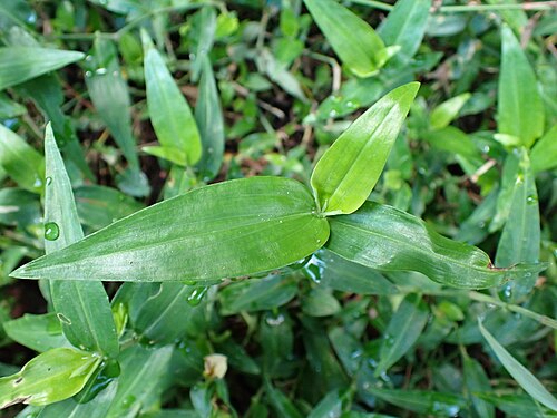 Commelina auriculata: ホウライツユウサの葉（2024年7月 沖縄県石垣市）
