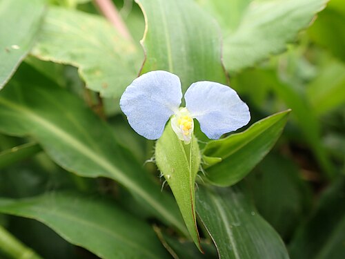 Commelina auriculata: ホウライツユクサの2弁が目立つ花（2025年3月 沖縄県石垣市八島町）