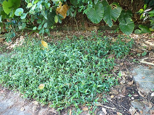 Commelina auriculata: ホウライツユウサ（2024年7月 沖縄県石垣市）