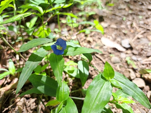 Commelina auriculata (Commelina auriculata)