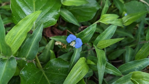 Commelina auriculata (Commelina auriculata)