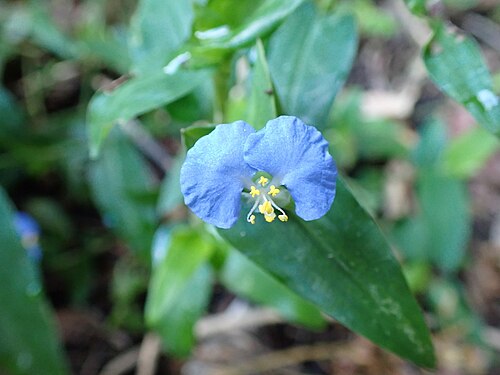 Commelina auriculata: ホウライツユウサの花（2024年7月 沖縄県石垣市）