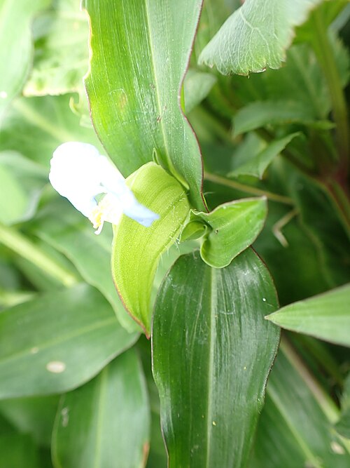 Commelina auriculata: ホウライツユクサの広い苞（2025年3月 沖縄県石垣市八島町）