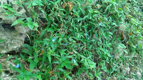Commelina auriculata (Commelina auriculata)