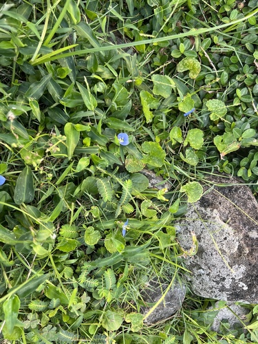 Commelina auriculata (Commelina auriculata)