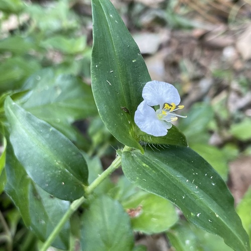 Commelina auriculata (Commelina auriculata)