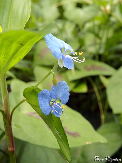 Benghal dayflower: Family: Commelinaceae