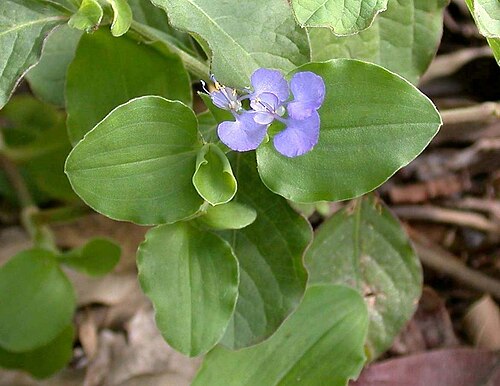Benghal dayflower: Pattaya Chonburi Thailand