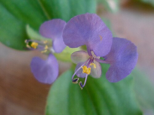 Benghal dayflower: Commelina benghalensis day flower at Madhurawada in Visakhapatnam
