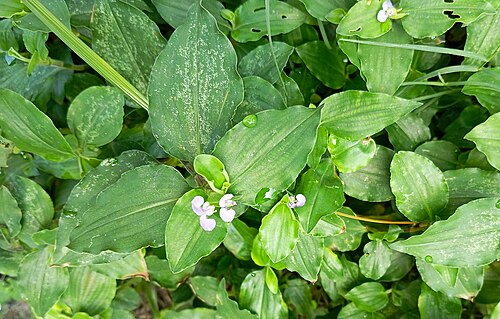 Benghal dayflower: Commelina benghalensis (Benghal dayflower) in Kolkata, West Bengal, India. It is a perennial herb native to tropical Asia and Africa.
