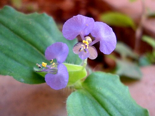 Benghal dayflower: Commelina benghalensis tropical spiderwort at Madhurawada in Visakhapatnam
