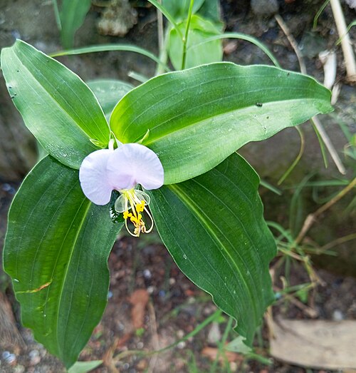 Benghal dayflower: Commelina benghalensis (Benghal dayflower) in Kolkata, West Bengal, India. It is a perennial herb native to tropical Asia and Africa.