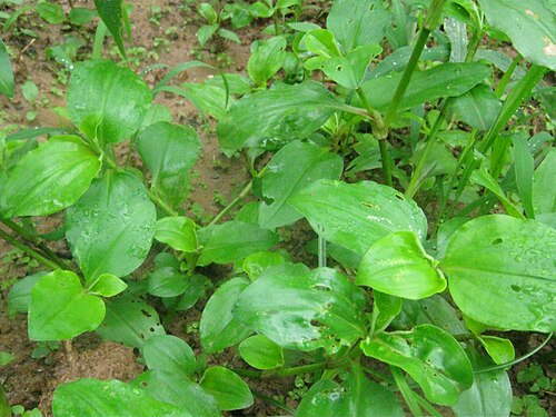 Benghal dayflower: Commelina benghalensis in Panchkhal Valley in Kavre District, Nepal.