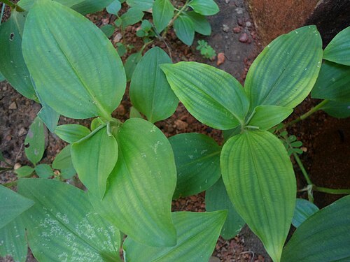 Benghal dayflower: Commelina benghalensis day flower leaves at Madhurawada in Visakhapatnam