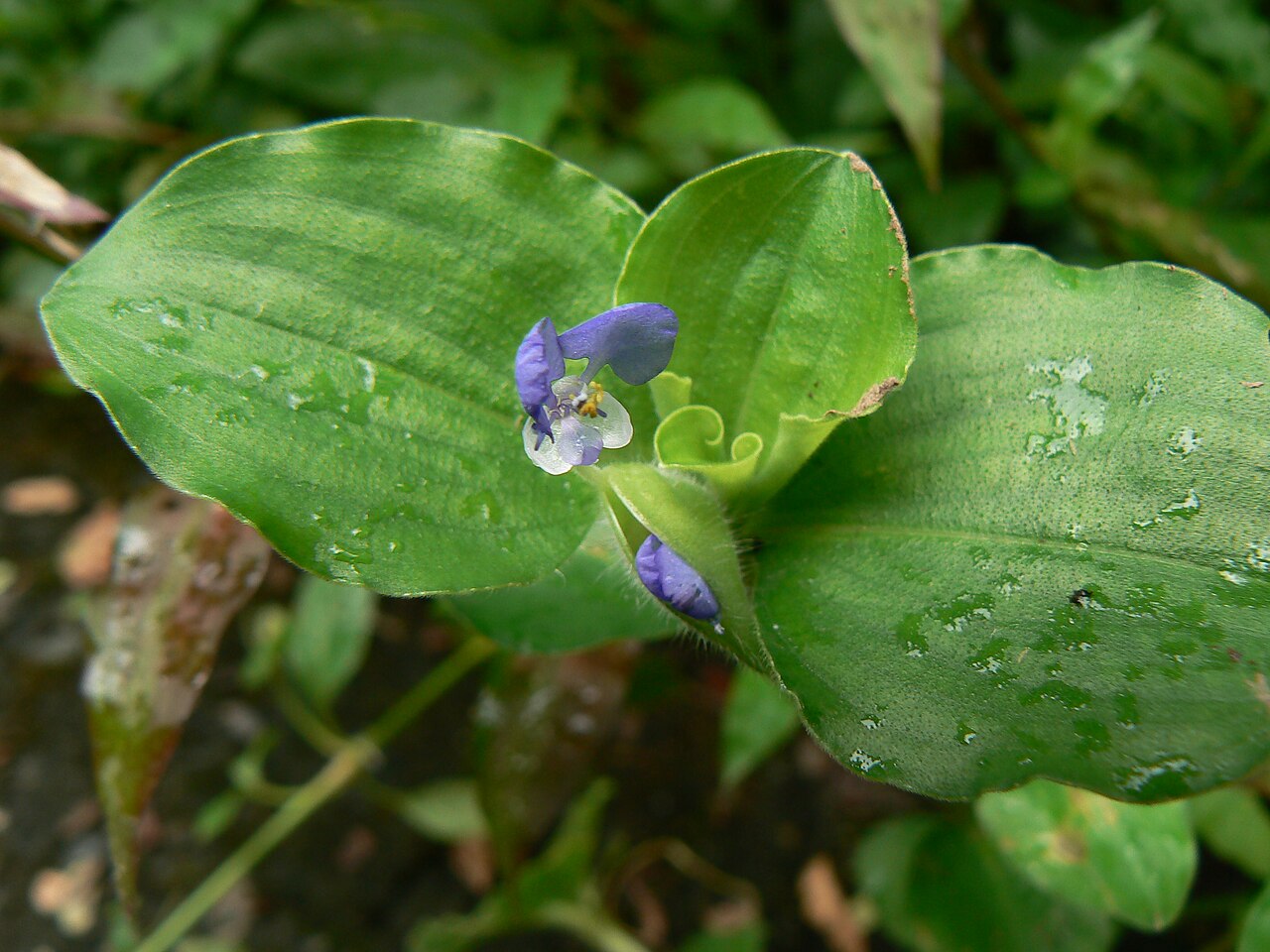 Benghal dayflower: Commelinaceae (dayflower, or spiderwort family) » Commelina benghalensis kom-uh-LEE-nuh -- named for two Dutch botanists: Johan and his nephew Caspar Commelin b