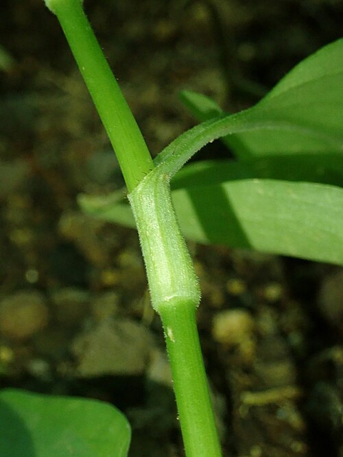 Benghal dayflower: Commelina benghalensis , botanical garden in Berlin.